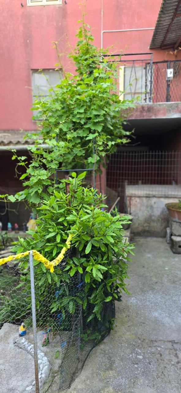 Appartamento In Casa Con Cortili Ad Arbus - Sardegna 외부 사진