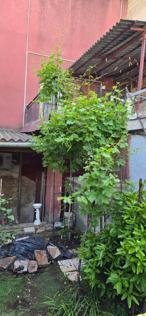 Appartamento In Casa Con Cortili Ad Arbus - Sardegna 외부 사진